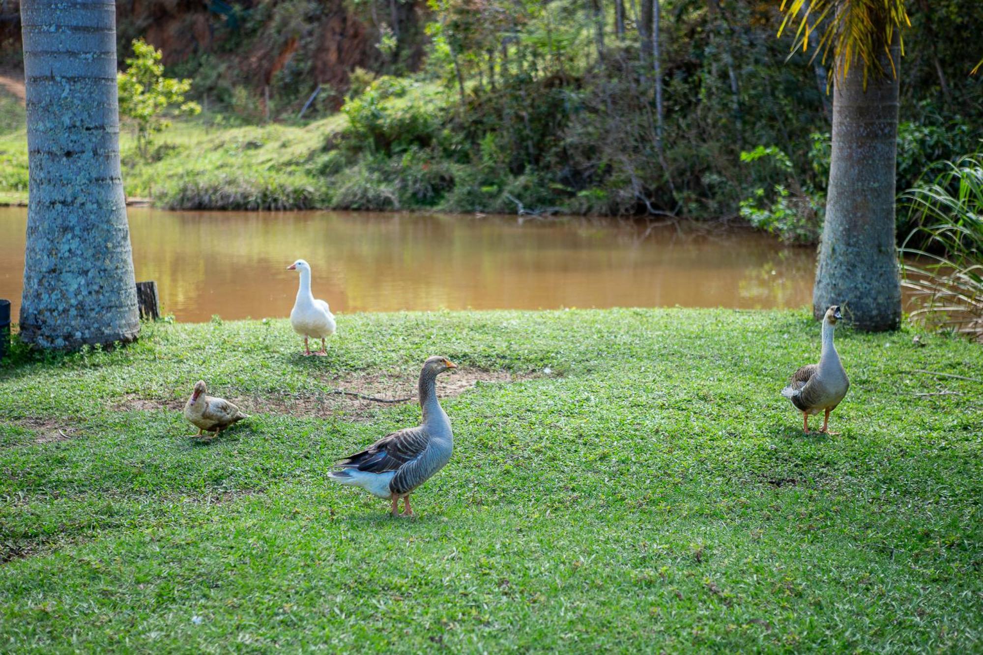 Fazenda Hotel Alvorada Santos Dumont Eksteriør billede